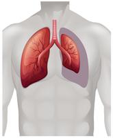 Colocación de pulmones en humanos. vector