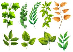 Diferentes tipos de hojas verdes.