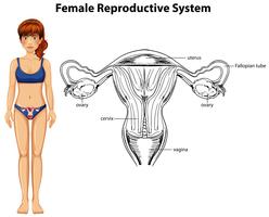 Anatomía humana del sistema reproductor femenino