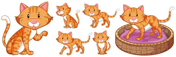 Cute cat in differnet actions vector