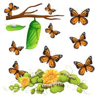 Diferentes etapas de la mariposa