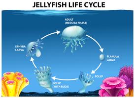 Jellyfish life cycle diagram vector