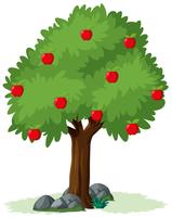 Isolated apple tree on white background vector