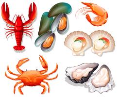 Set of seafood on white background vector