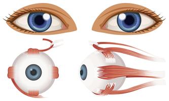 Human Anatomy of Eyeball vector