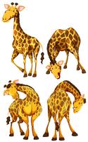 Giraffe in four different poses vector