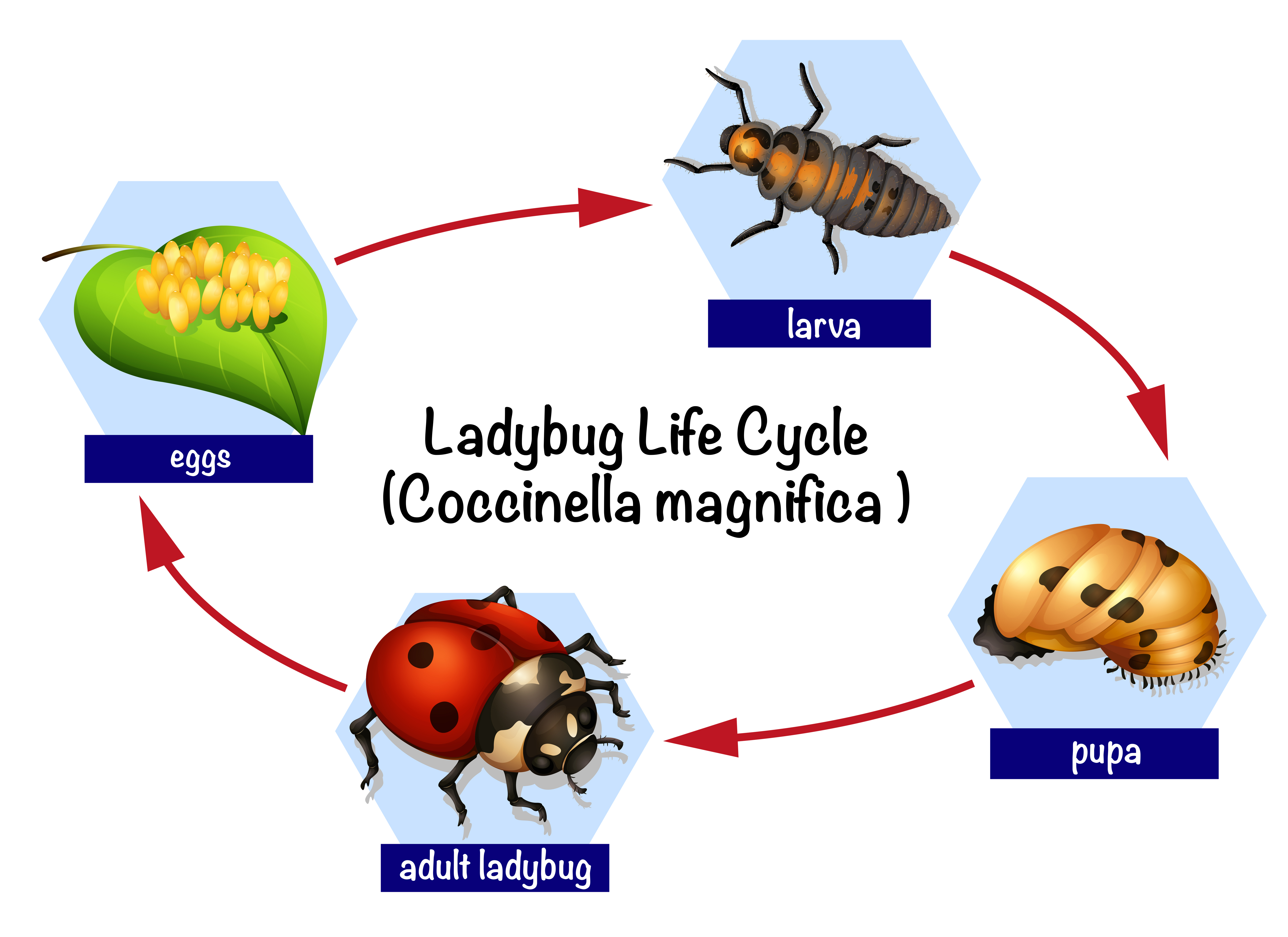 A Ladybug Life Cycle Download Free Vectors Clipart Graphics Vector Art