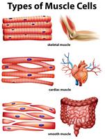 Diagrama que muestra los tipos de células musculares vector
