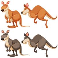 Kangaroo vector