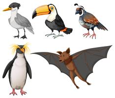 Different types of wild birds vector