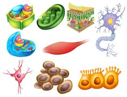 Celulas de biologia diferente vector