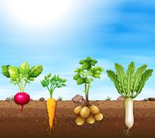 A set of root vegetable vector