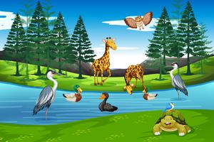 Many animals in nature vector