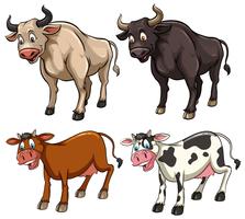Different kinds of cows vector