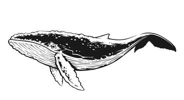 Arte de vector de contraste de ballena blanco y negro