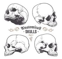 Anatomical Skulls Vector Set