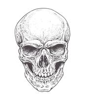 Dotwork Skull vector