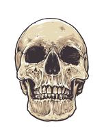 Anatomic Grunge Skull vector