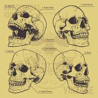 Conjunto de vectores de cráneos anatómicos