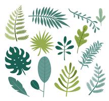 Set of different tropical and other isolated leaves. vector