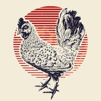 Vector gallo ilustración