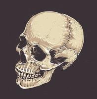 Anatomic Grunge Skull vector