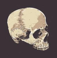 Anatomic Grunge Skull vector