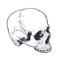 Vector de cráneo anatómico