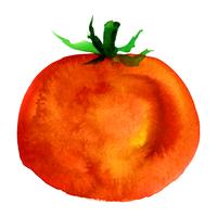 tomato. watercolor vector