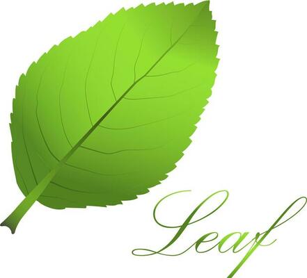 Leaf