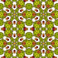 Kaleidoscope of succulents.  vector