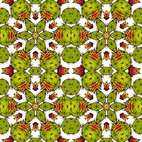 Kaleidoscope of succulents.  vector