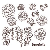 Succulents set  In the hand drawn style. vector