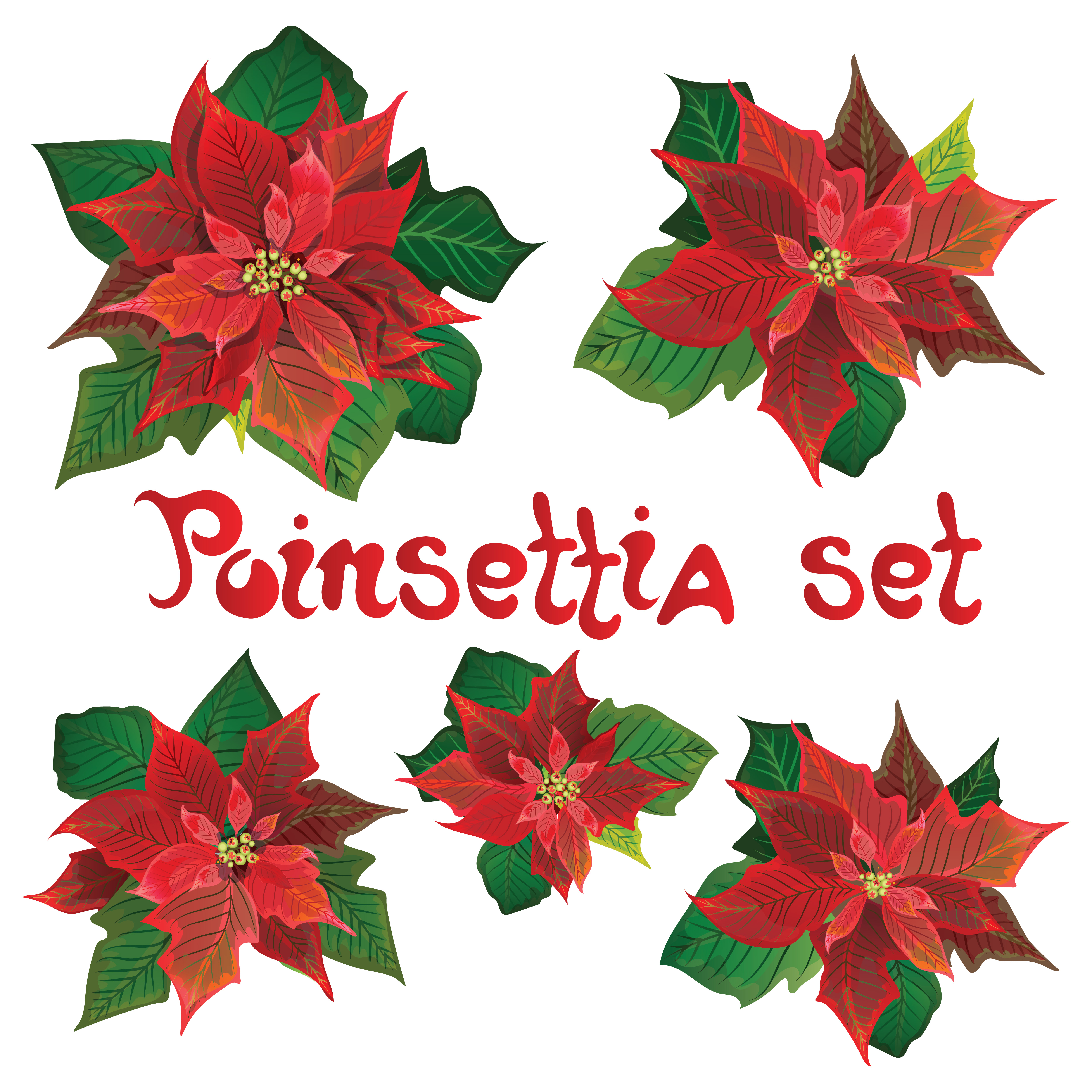 Stella Di Natale Fioritura.Insieme Rosso Dei Fiori Di Vettore Del Poinsettia Illustrazione Di Simboli Di Natale Pianta Di Fioritura Di Pulcherrima Fiore Tradizionale Della Stella Di Natale Di Natale Con Le Foglie Verdi Ed I