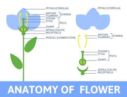 Detail of anatomy flower. vector