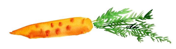 zanahoria, acuarela vector