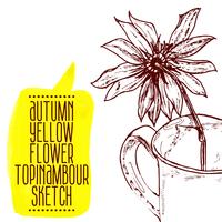 bosquejo de topinambour flor amarilla dibujada a mano vector