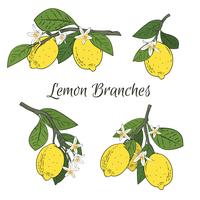 Set collection of branches with lemons, green leaves and flowers. Citrus fruits isolated on white background. Vector illustration