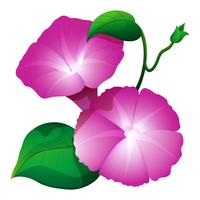 Pink morning glory flower with green leaves vector