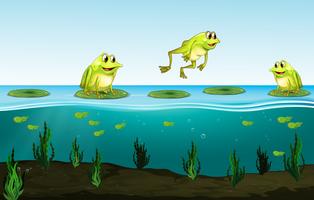 Three green frogs on water lily vector