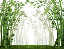 Bamboo vector