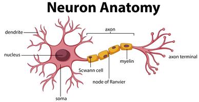 Diagrama de la anatomía neuronal vector