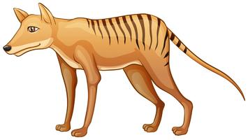 Tigre de Tasmania vector