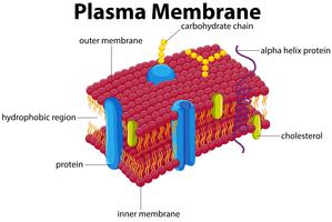 Diagram with plasma membrane vector