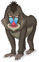 Baboon vector