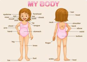 my body vector