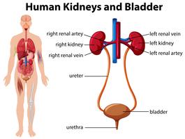 Riñones humanos y vejiga vector