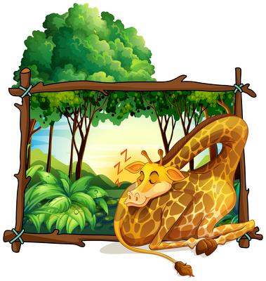 Wooden frame with giraffe in the jungle