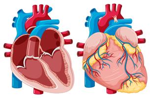 Diagrama que muestra corazones humanos vector