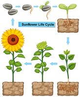 Ciclo de vida de la planta de girasol. vector